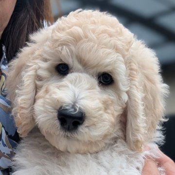 スタンダードプードル【静岡県・女の子・2025年4月16日・ホワイト】の写真「両親チャンピオン犬！愛嬌抜群の女の子💙」