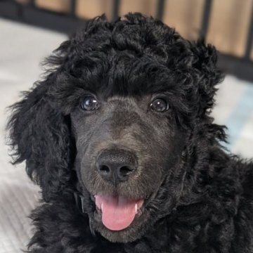 スタンダードプードル【静岡県・男の子・2025年4月16日・グレー】の写真「両親チャンピオン犬！1番大きな男の子🩶」