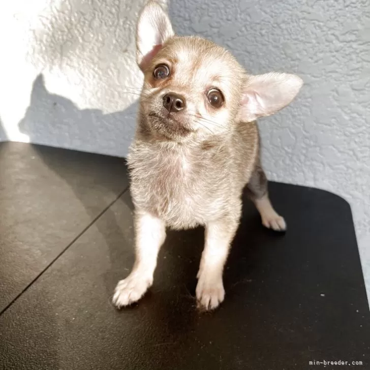 ID:2509-01759の子犬