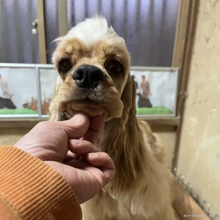 ID:2411-03027の子犬