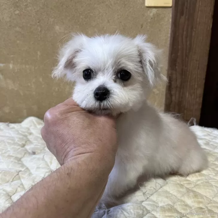 ハム太郎 様のお迎えした子犬