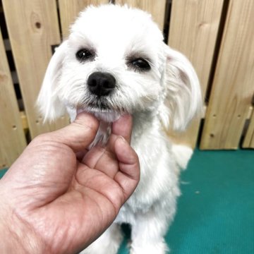 マルチーズ【千葉県・男の子・2025年3月3日・ホワイト】の写真「とても可愛いマルチーズ」