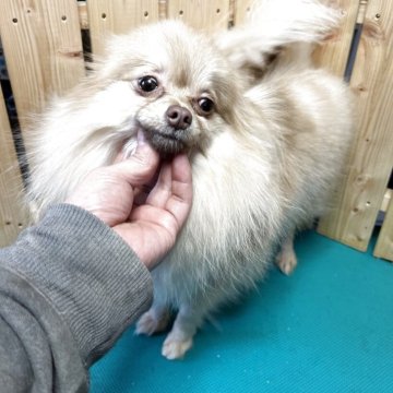 ポメラニアン【千葉県・女の子・2024年12月30日・クリーム】の写真「とても可愛いポメラニアン　ベビー」