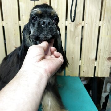 アメリカンコッカースパニエル【千葉県・男の子・2025年4月14日・ブラックタン】の写真「とても可愛いブラックタンベビー」