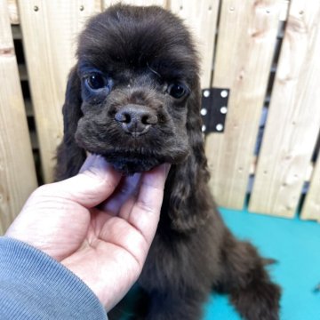 アメリカンコッカースパニエル【千葉県・男の子・2025年7月15日・チョコレート】の写真「とても可愛いチョコレートの男の子」