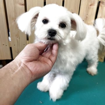 マルチーズ【千葉県・男の子・2025年3月3日・ホワイト】の写真「とても可愛いマルチーズ」