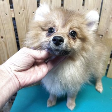 ポメラニアン【千葉県・女の子・2025年8月15日・オレンジ】の写真「モコモコのポメラニアン　ベビー」