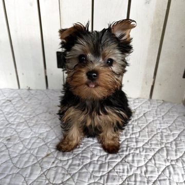 ヨークシャーテリア【千葉県・女の子・2025年8月18日・スティールブルータン】の写真「とても可愛いヨーキーの女の子」