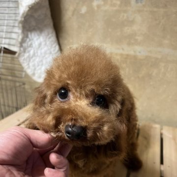 トイプードル(トイ)【千葉県・男の子・2024年3月8日・レッド】の写真「可愛いトイプー　男の子」