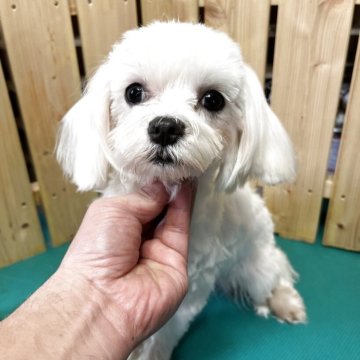 マルチーズ【千葉県・男の子・2025年3月3日・ホワイト】の写真「とても可愛いマルチーズの男の子」