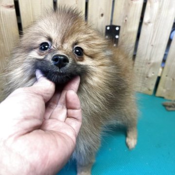 ポメラニアン【千葉県・女の子・2025年8月15日・オレンジセーブル】の写真「可愛い　ポメの女の子」