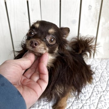 チワワ(ロング)【千葉県・男の子・2024年9月2日・チョコレートタン】の写真「可愛いお顔のチョコタンベビー」