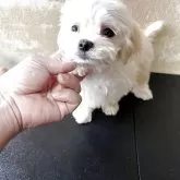 マルチーズ