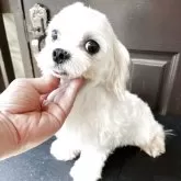 マルチーズ