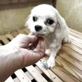 マルチーズ