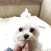 マルチーズ