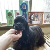 アメリカンコッカースパニエル