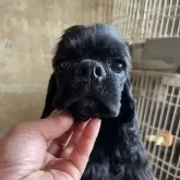 アメリカンコッカースパニエル