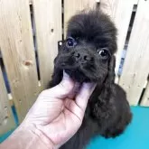 アメリカンコッカースパニエル