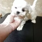 マルチーズ