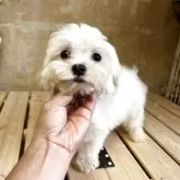 マルチーズ