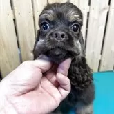 アメリカンコッカースパニエル