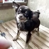 チワワ(ロング)