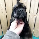 アメリカンコッカースパニエル