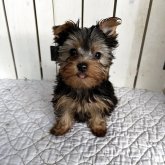 ヨークシャーテリア