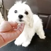 マルチーズ
