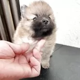 ポメラニアン