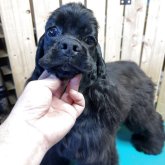 アメリカンコッカースパニエル