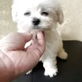 マルチーズ
