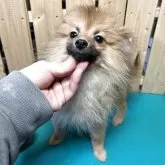 ポメラニアン