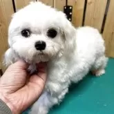 マルチーズ【千葉県・男の子・2025年3月3日・ホワイト】の写真2