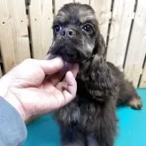 アメリカンコッカースパニエル【千葉県・女の子・2025年7月15日・チョコレートタン】の写真2