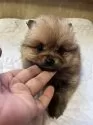 ポメラニアン【千葉県・女の子・2024年12月30日・オレンジ】の写真2