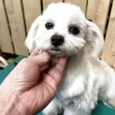 マルチーズ【千葉県・男の子・2025年3月3日・ホワイト】の写真4