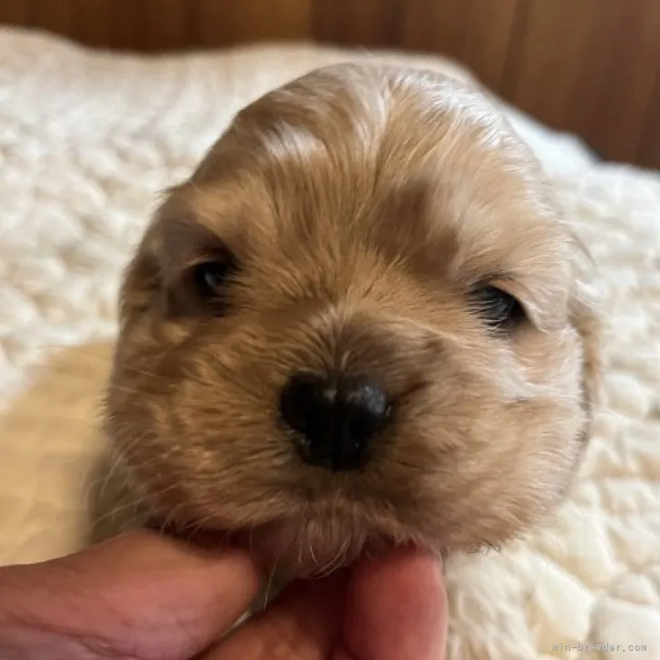 ID:2305-05096の子犬