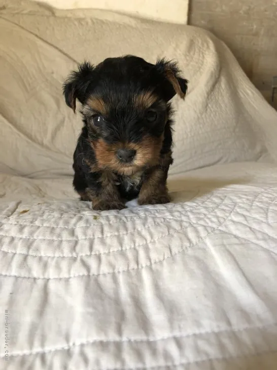 ID:1910-00142の子犬