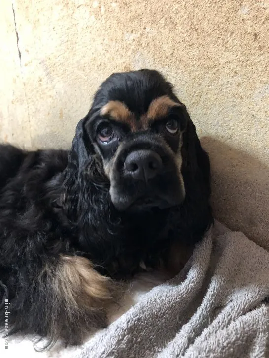 ID:1908-01964の子犬