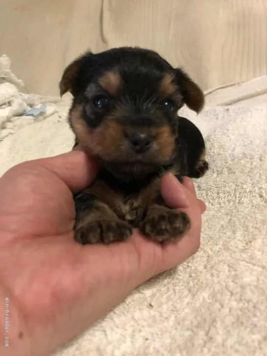 A.S 様のお迎えした子犬