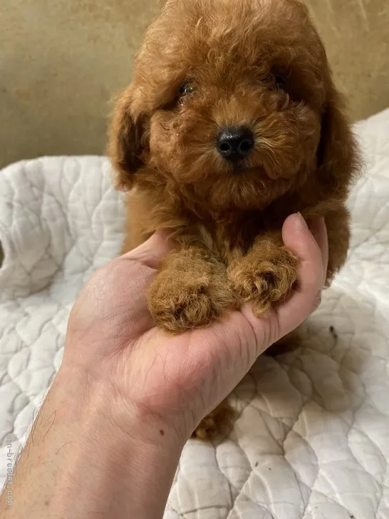 ID:2110-00498の子犬