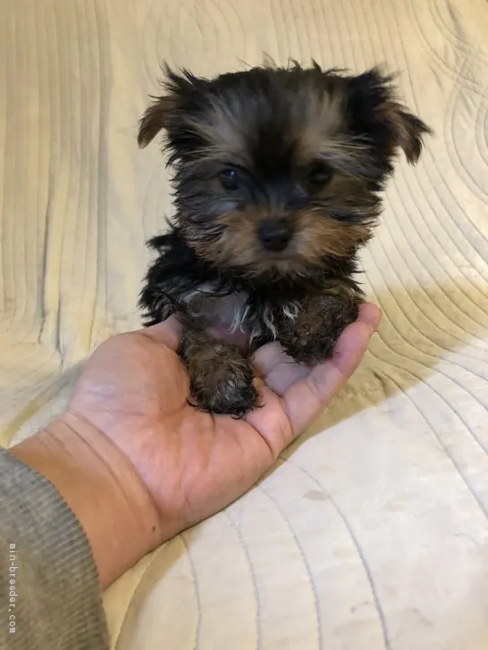ID:1912-03417の子犬