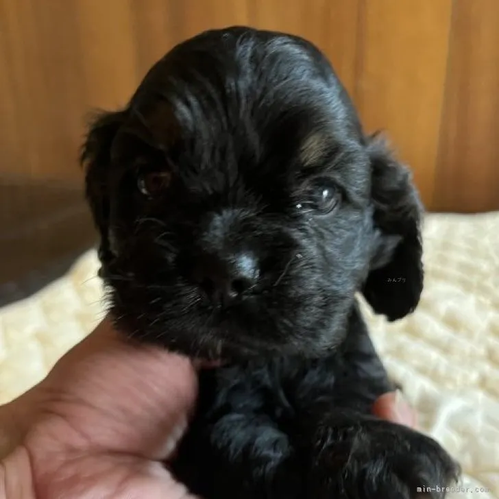 ID:2309-02871の子犬
