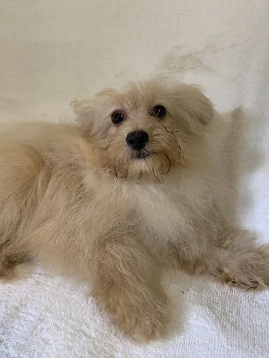ID：2107-03256の子犬