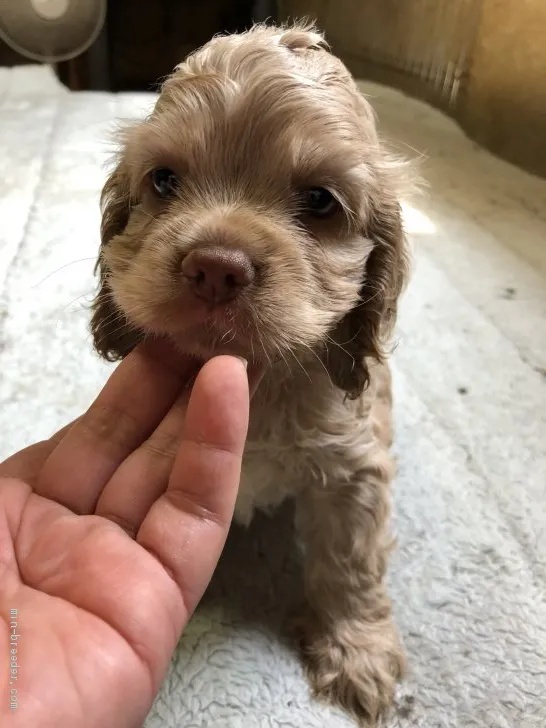 うぴこ 様のお迎えした子犬