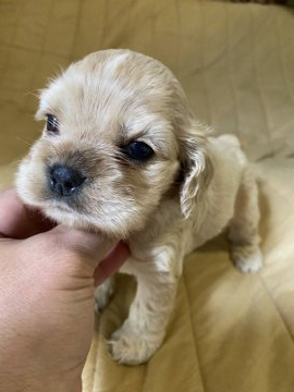 アメリカンコッカースパニエル【千葉県・女の子・2022年4月9日・バフ】の写真「とても可愛いバフベビー」