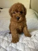トイプードル(トイ)【千葉県・男の子・2021年9月15日・レッド】の写真1