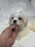 マルチーズ【千葉県・女の子・2023年6月13日・ホワイト】の写真3